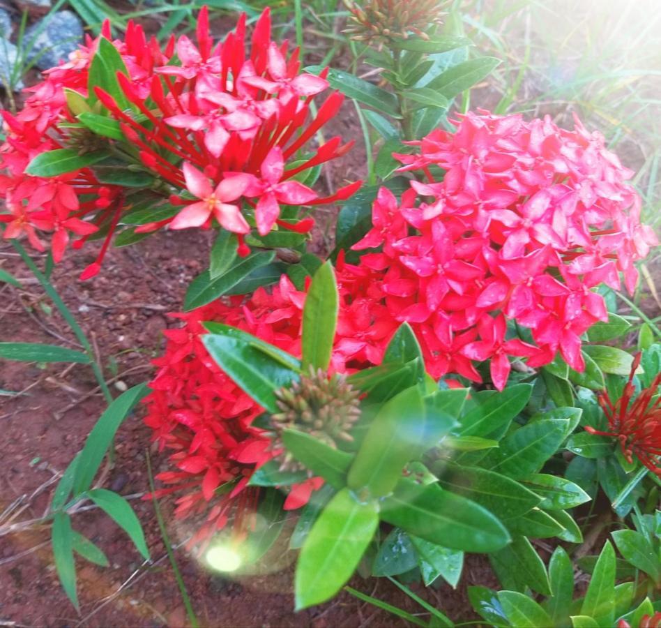 The Ixora - A Boutique Homestay Varkala Buitenkant foto